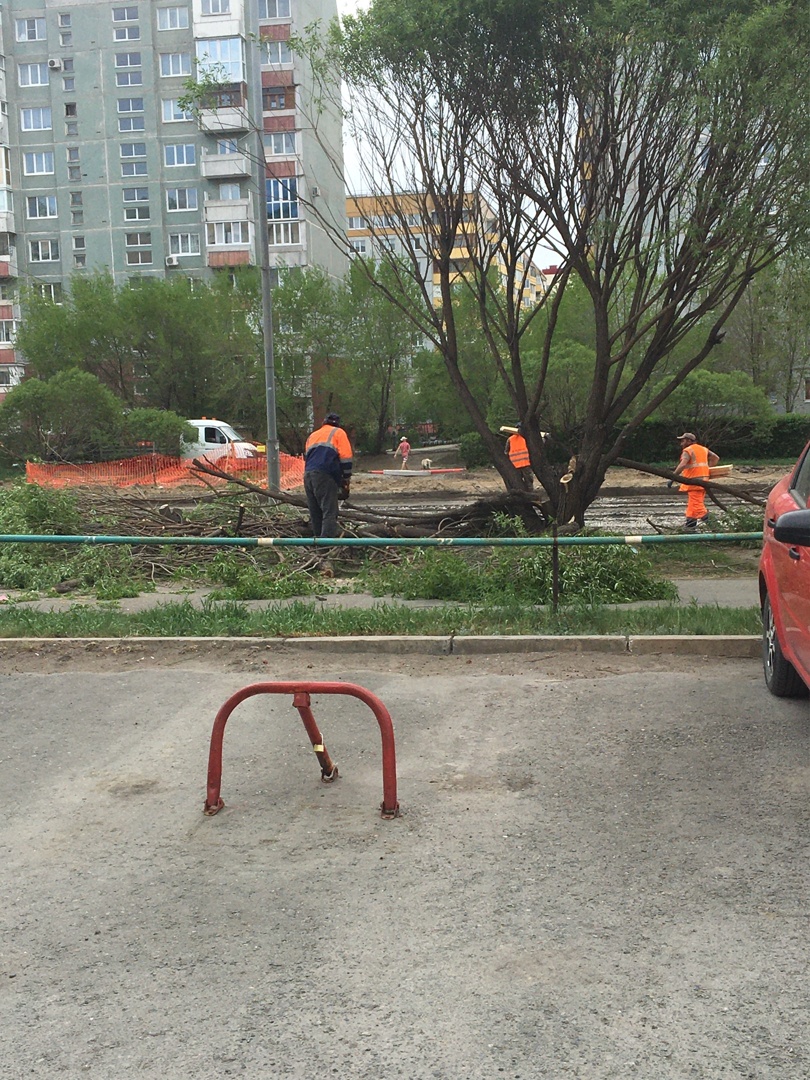 Вырубили красивые ивы: омичи недоумевают из-за уничтожения деревьев на Крупской #Омск #Общество #Сегодня