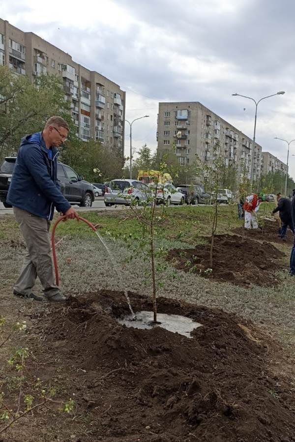 Омичей зовут поливать деревья, высаженные на Иртышской набережной #Новости #Общество #Омск