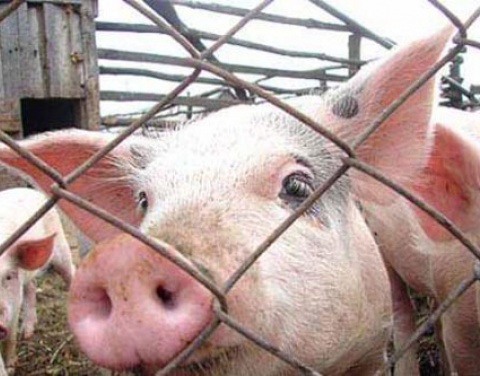 Бурков обвинил США в гибели омских свиней #Омск #Общество #Сегодня
