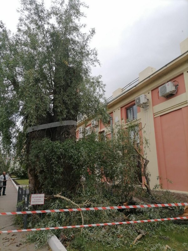 В мэрии Омска прокомментировали обрушение 130-летней ивы #Омск #Общество #Сегодня