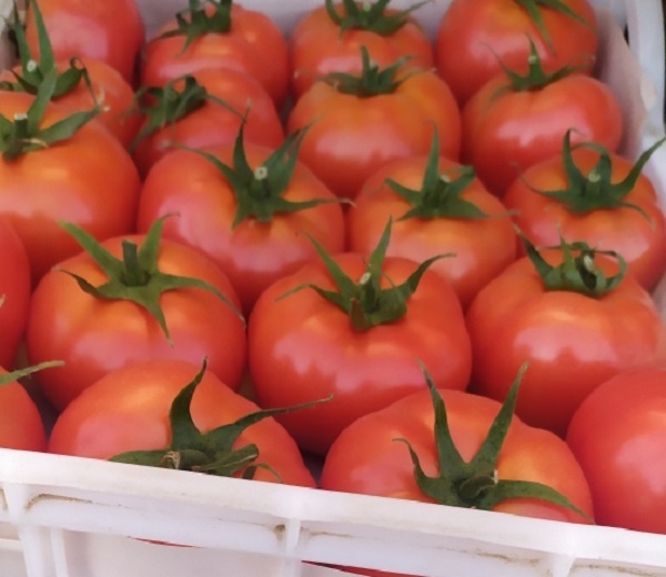 В Омск привезли томаты, зараженные опасным вредителем #Новости #Общество #Омск