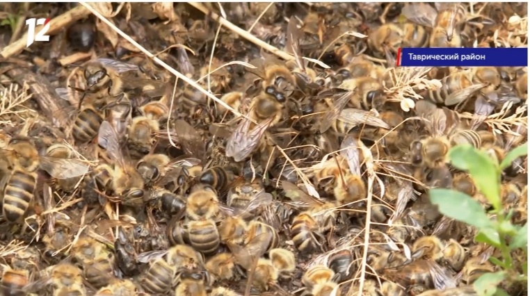 В Омской области массово гибнут пчелы #Новости #Общество #Омск