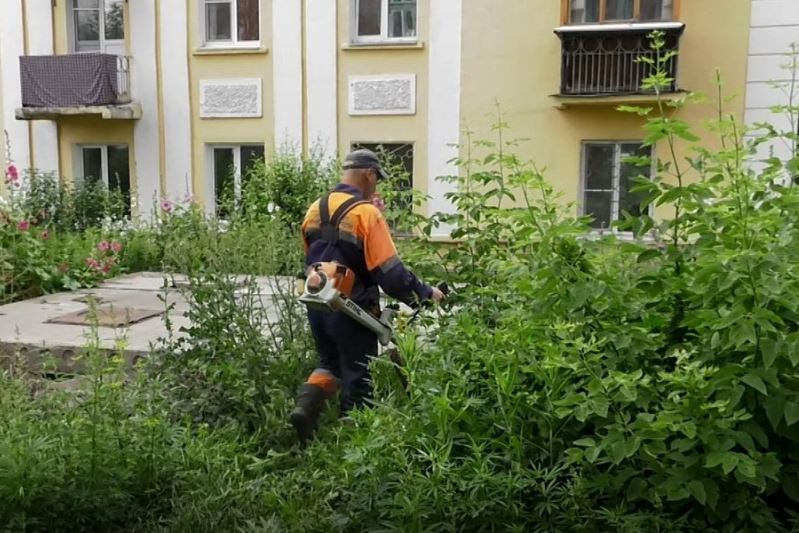 Трава по пояс: Омск превращается в город-джунгли #Омск #Общество #Сегодня Трава по пояс: Омск превращается в город-джунгли #Омск #Общество #Сегодня