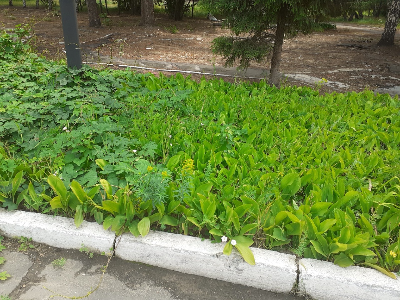 Трава по пояс: Омск превращается в город-джунгли #Омск #Общество #Сегодня Трава по пояс: Омск превращается в город-джунгли #Омск #Общество #Сегодня