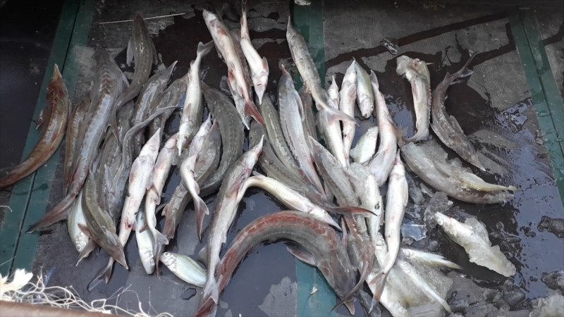 Жителя Омской области будут судить за 40 пойманных рыб #Омск #Общество #Сегодня