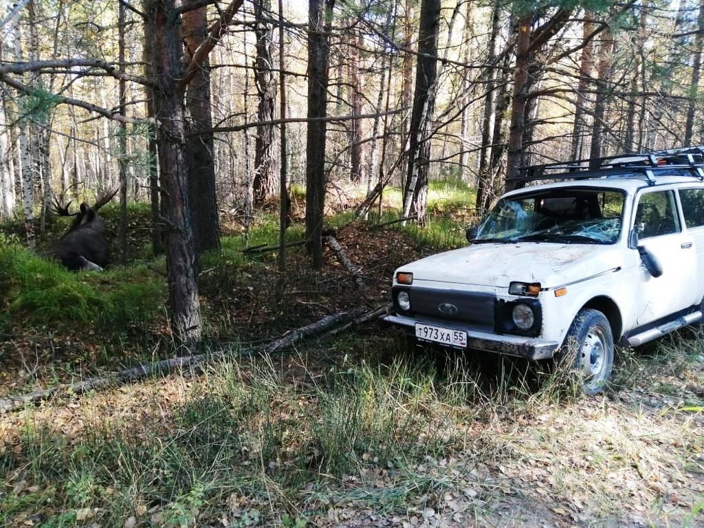На севере Омской области «Нива» сбила лося #Омск #Общество #Сегодня На севере Омской области «Нива» сбила лося #Омск #Общество #Сегодня