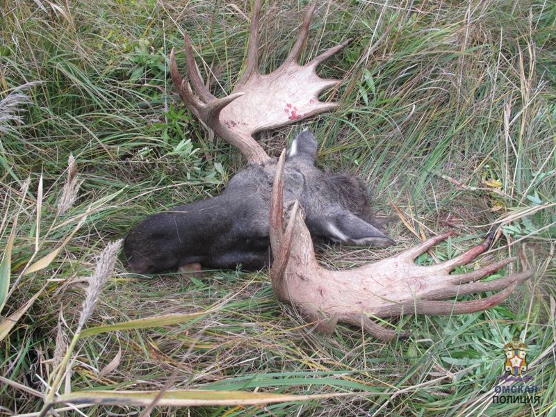 В Омской области ищут браконьеров, убивших и разделавших лося #Омск #Общество #Сегодня