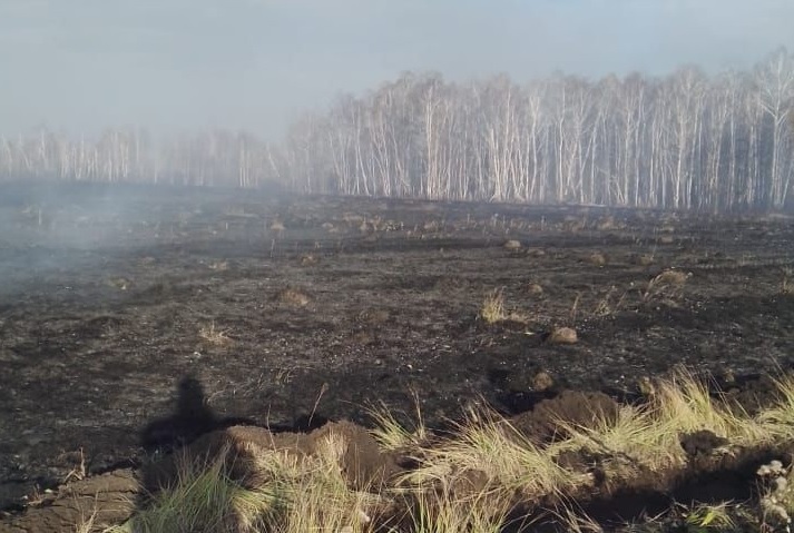 Из-за потепления в Омской области продолжают гореть леса #Новости #Общество #Омск