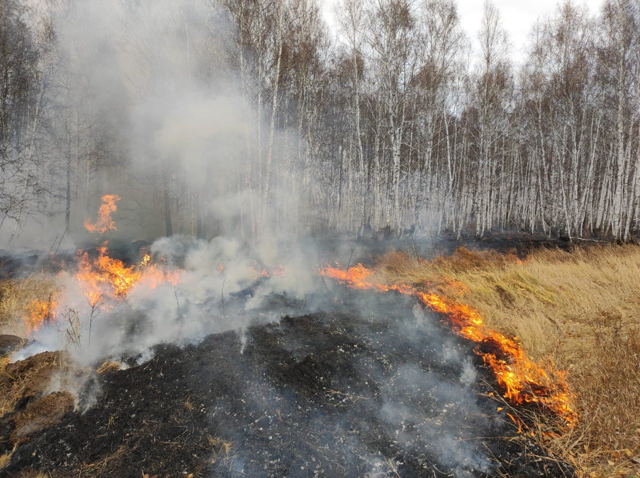 Леса в Омской области продолжают гореть #Новости #Общество #Омск