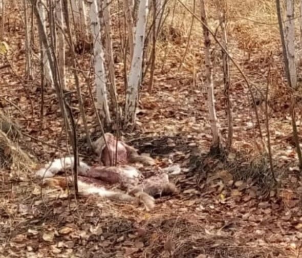 Омский браконьер застрелил двух косуль и разделал их в лесу #Новости #Общество #Омск