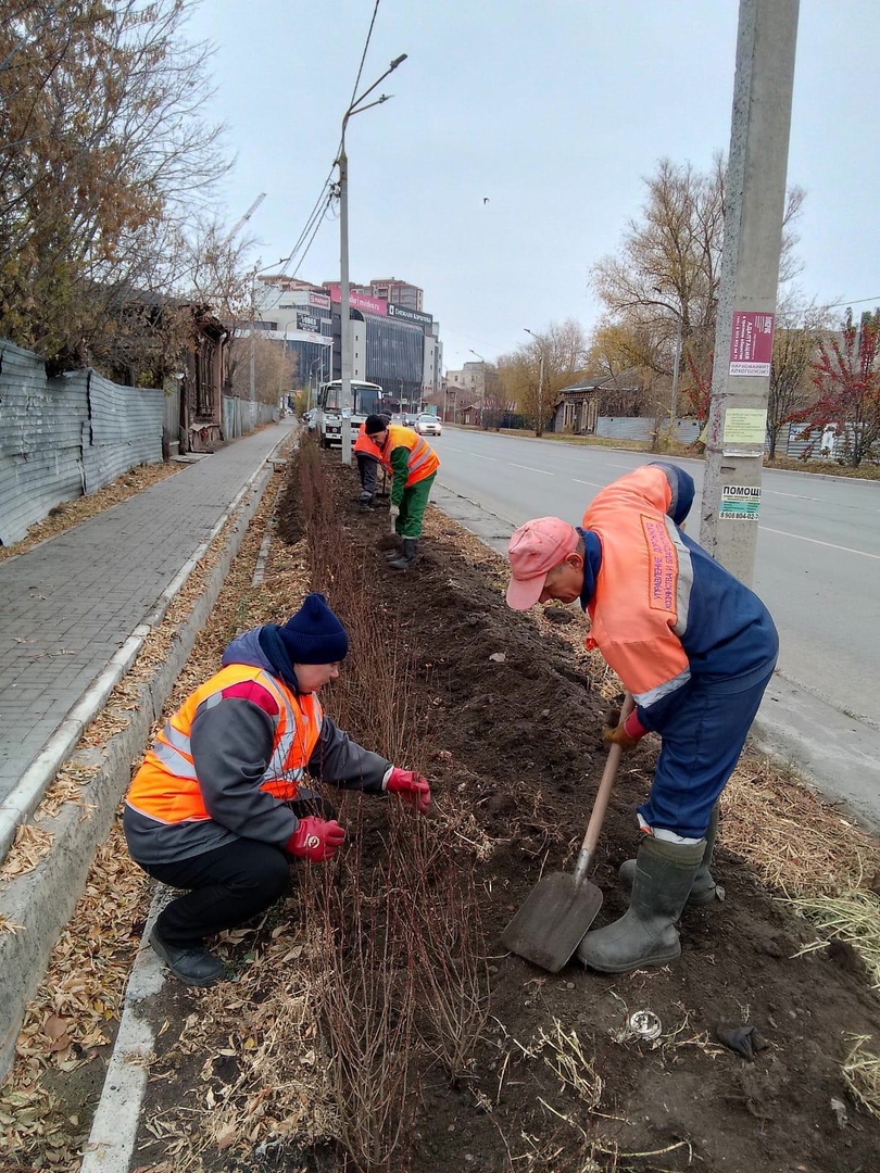 На улице Булатова в Омске начали высаживать живую изгородь #Омск #Общество #Сегодня