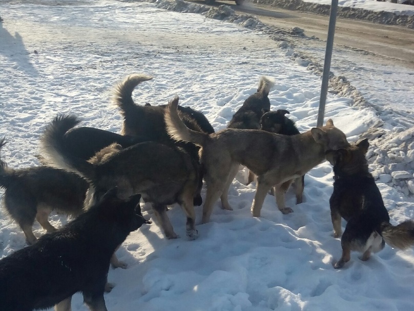 Бездомных собак в Омске начали отлавливать с помощью удавок и сачков #Омск #Общество #Сегодня