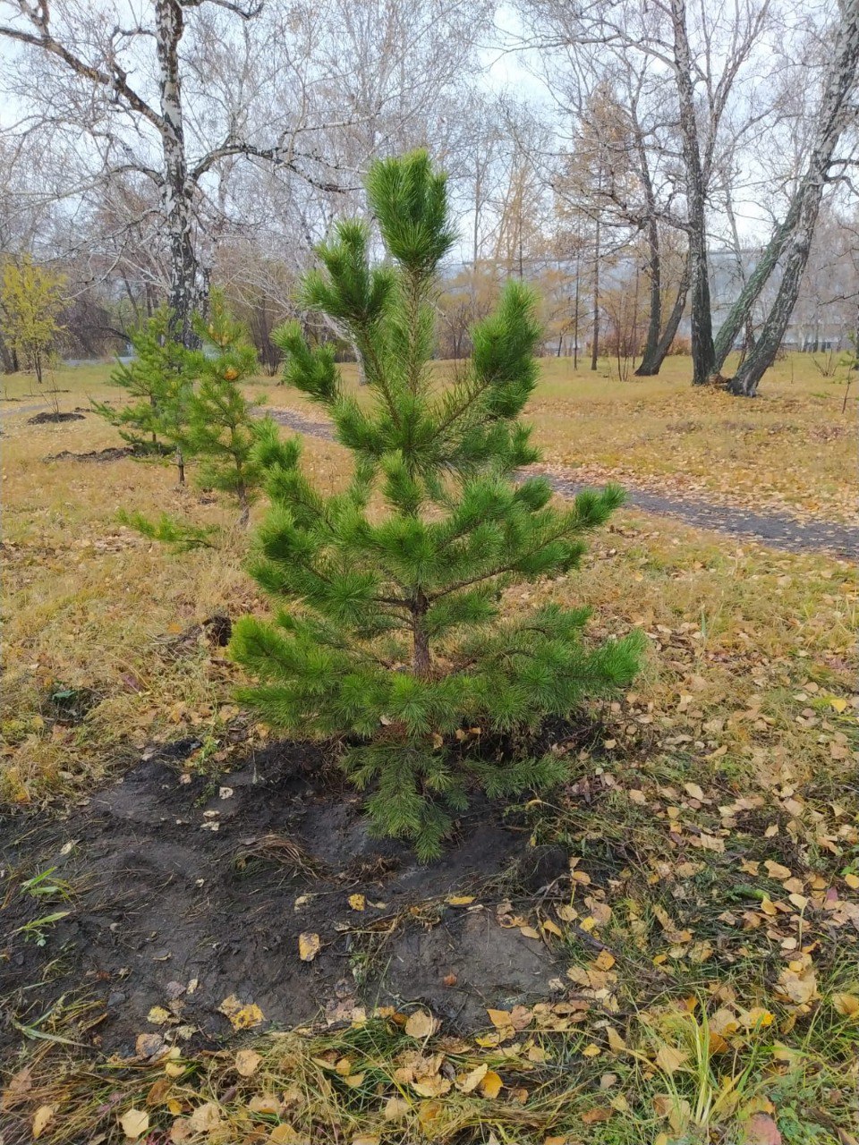 В Омской области высадили 524 га нового леса #Омск #Общество #Сегодня