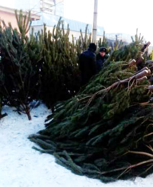 Омичи пока не могут купить новогодние елки #Омск #Общество #Сегодня