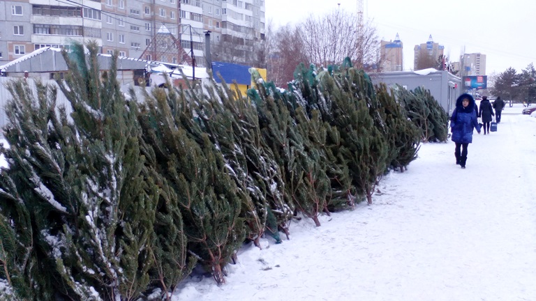 В Омске падает спрос на живые новогодние елки #Новости #Общество #Омск