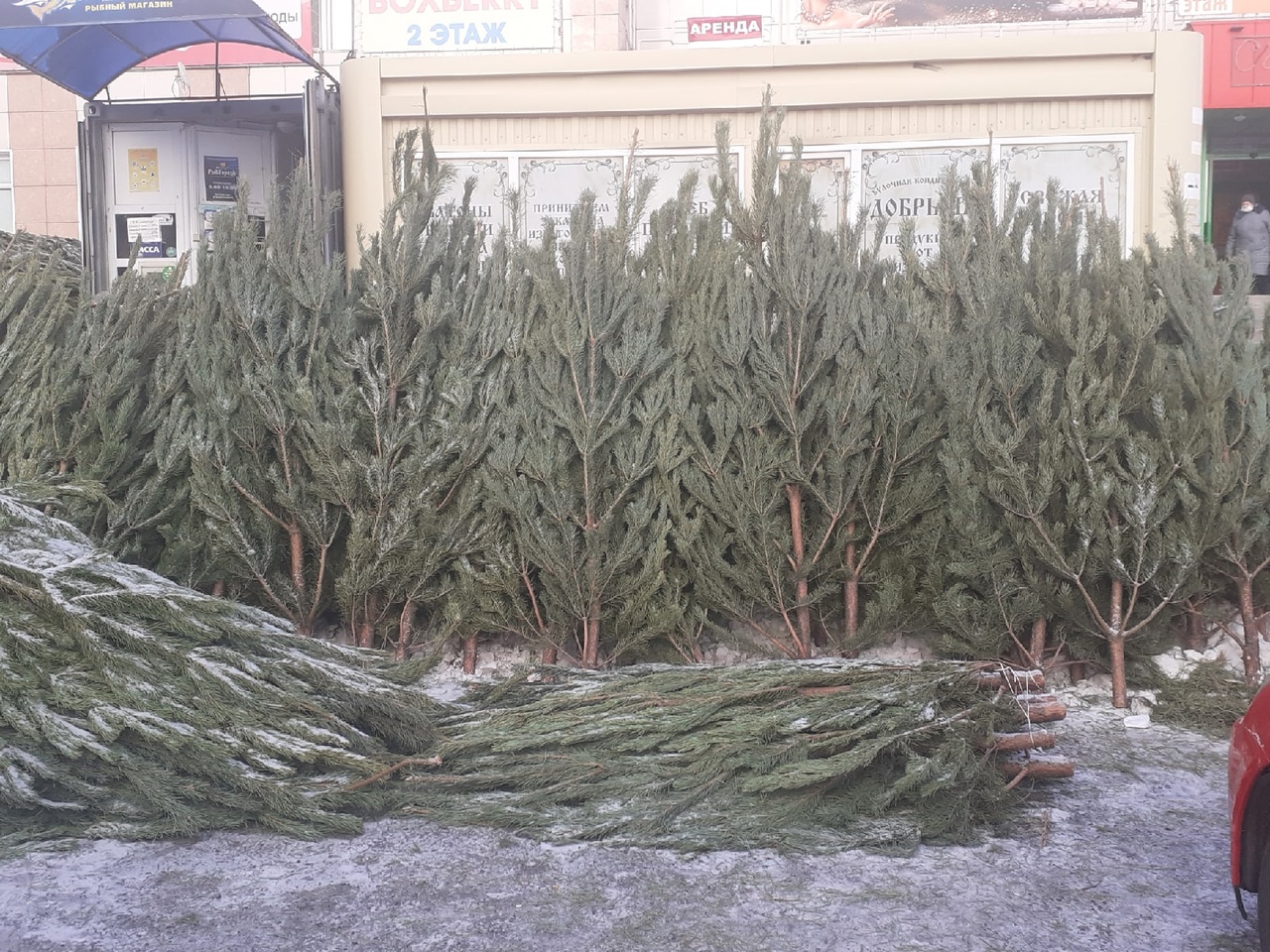 В Омске начали продавать елки #Новости #Общество #Омск