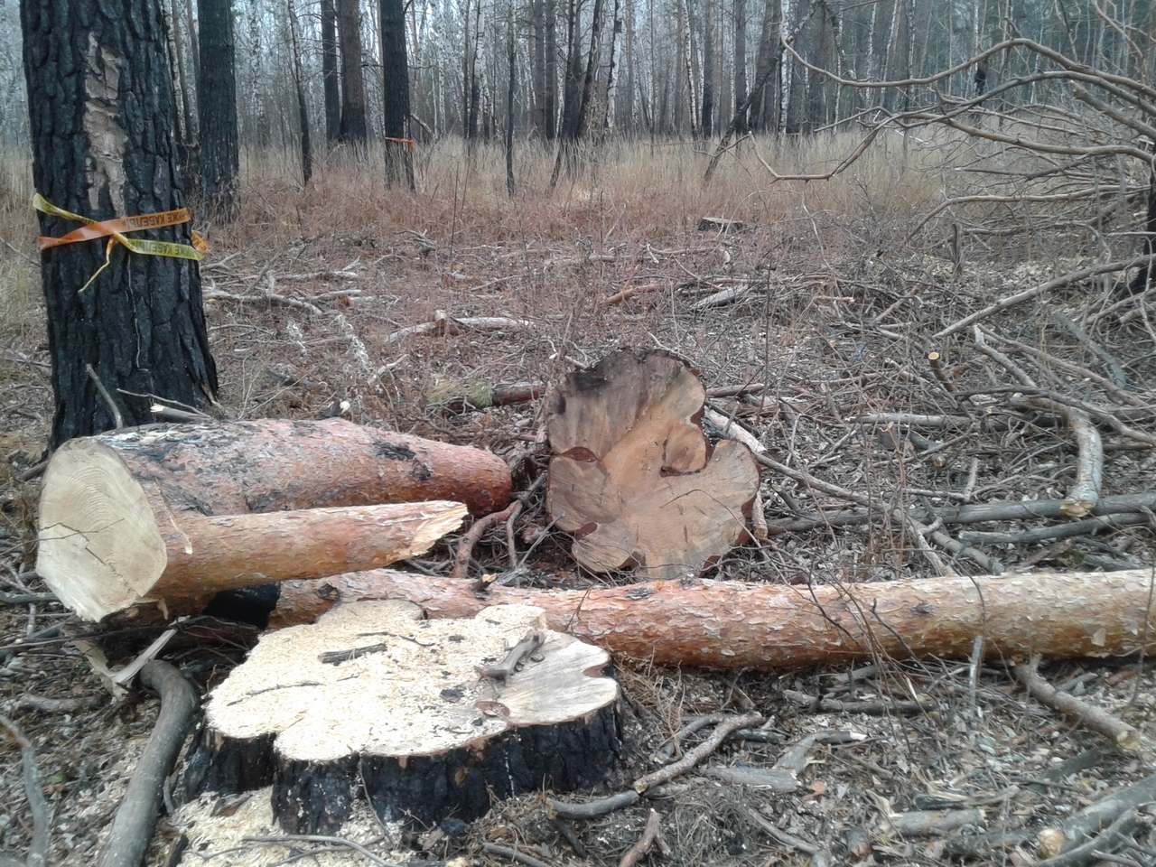 «Черные лесорубы» уничтожают сосны на севере Омской области #Омск #Общество #Сегодня «Черные лесорубы» уничтожают сосны на севере Омской области #Омск #Общество #Сегодня