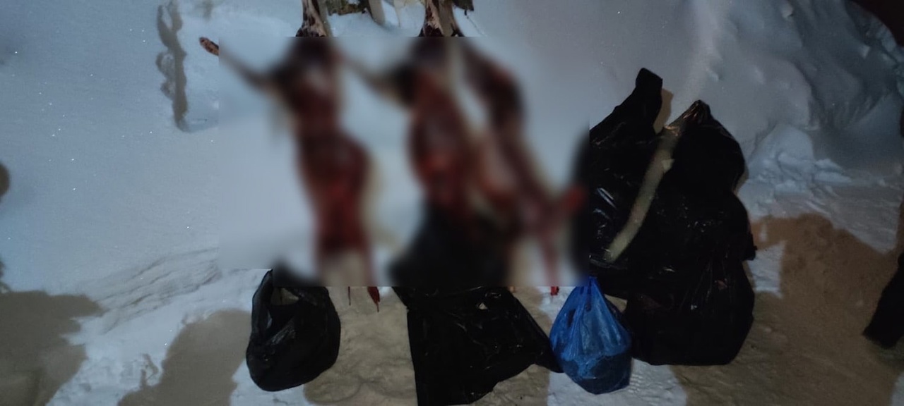 Житель Омской области приехал в соседний район и убил трех косуль #Омск #Общество #Сегодня