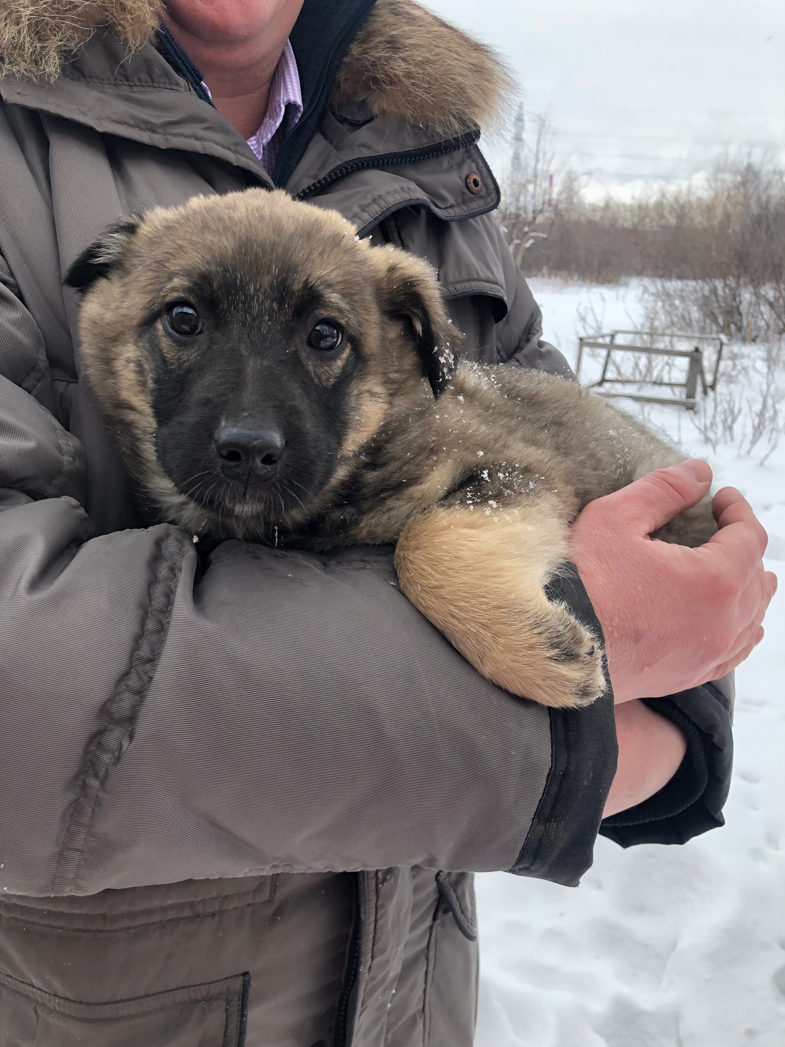 Омичи нашли дом щенку, которому живодер прострелил глаз #Новости #Общество #Омск