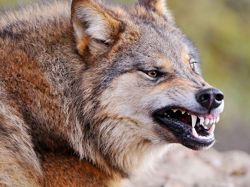 Волки начали добывать себе пропитание в селах Омской области #Новости #Общество #Омск