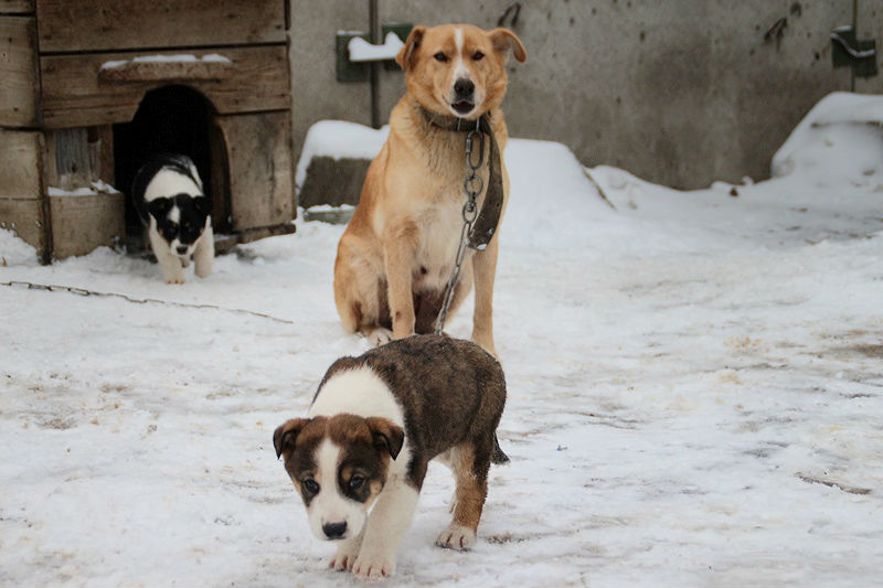 Из-за бешеной собаки в Омской области ввели карантин на месяц #Омск #Общество #Сегодня