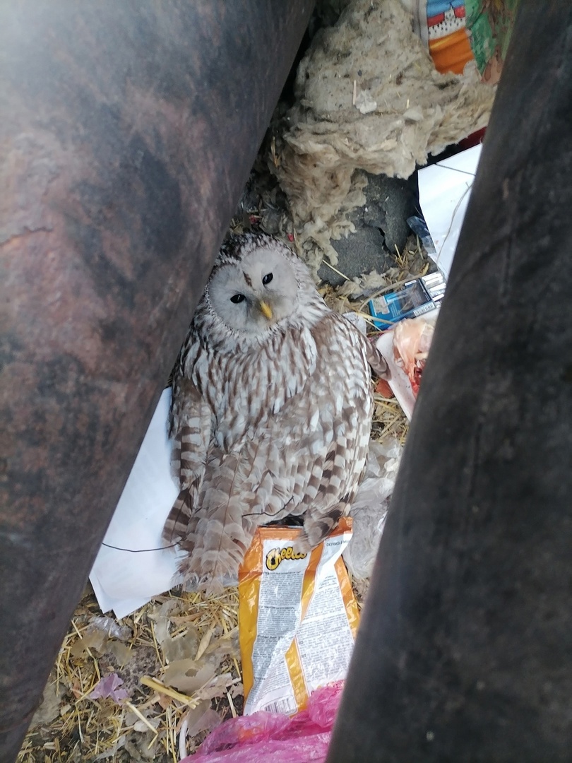 Омичка нашла раненую сову и решила отвезти ее в Новосибирск #Омск #Общество #Сегодня