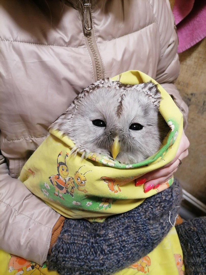 Омичка нашла раненую сову и решила отвезти ее в Новосибирск #Омск #Общество #Сегодня