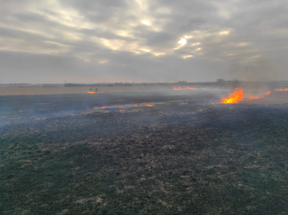 В Омской области начались лесные пожары #Новости #Общество #Омск В Омской области начались лесные пожары #Новости #Общество #Омск