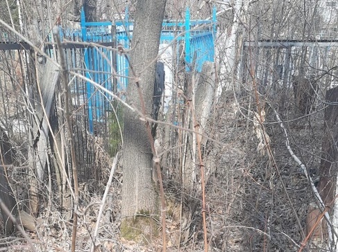 Главное кладбище Омска превратилось в непролазный лес #Омск #Общество #Сегодня
