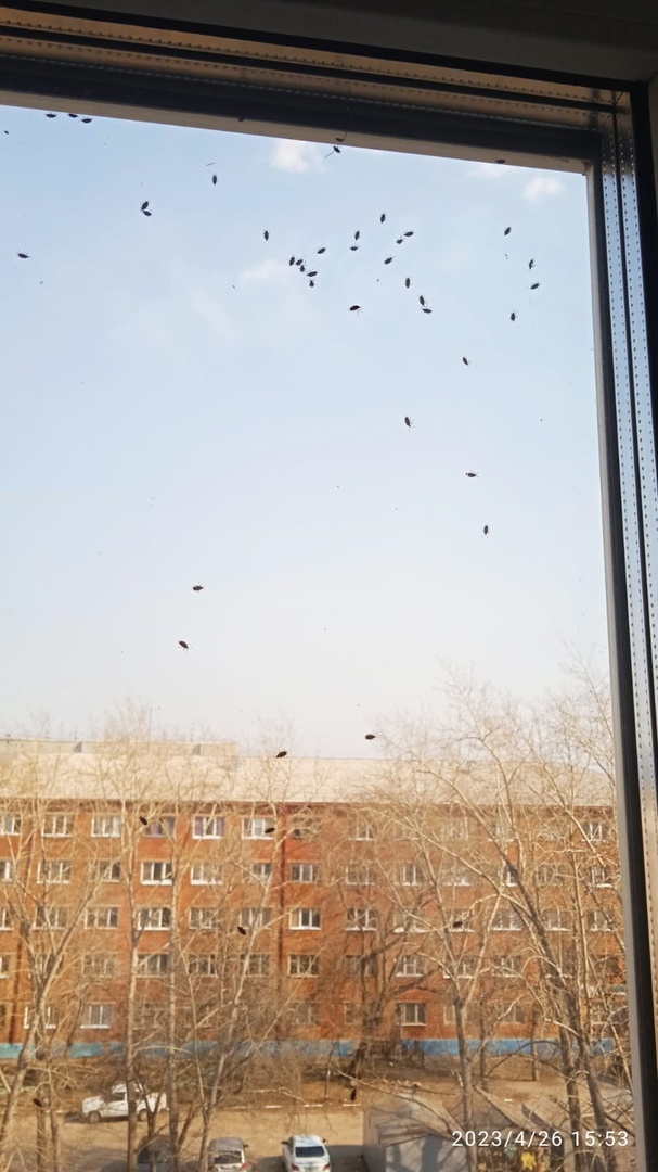 Омскую пятиэтажку осаждают голуби и мухи #Новости #Общество #Омск Омскую пятиэтажку осаждают голуби и мухи #Новости #Общество #Омск