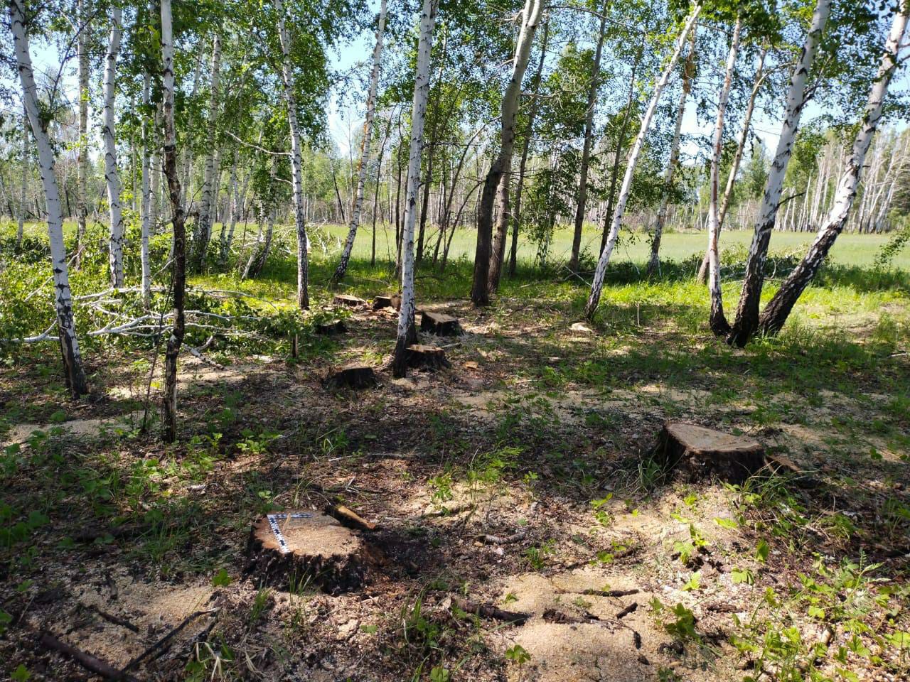 Директор лесхоза в Омской области оказался «черным лесорубом» #Новости #Общество #Омск Директор лесхоза в Омской области оказался «черным лесорубом» #Новости #Общество #Омск