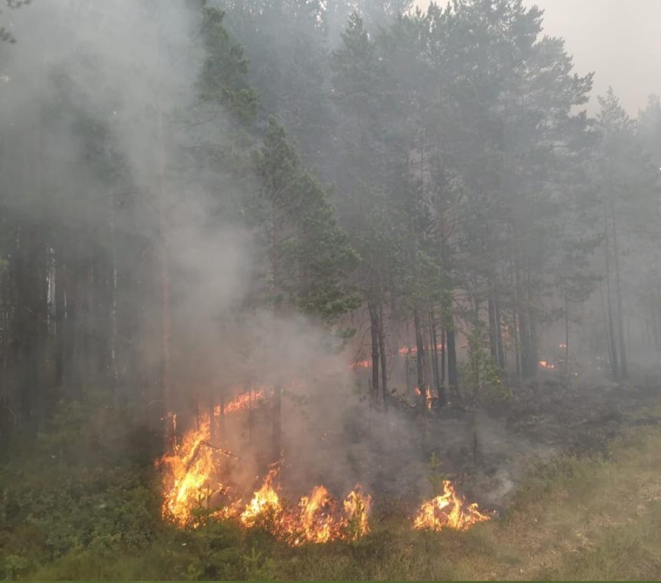 На севере Омской области тушат лесной пожар, возникший из-за грозы #Новости #Общество #Омск