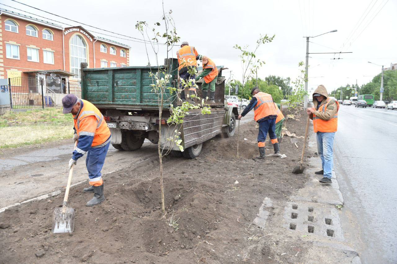 Окраину Омска решили засадить ясенями #Омск #Общество #Сегодня