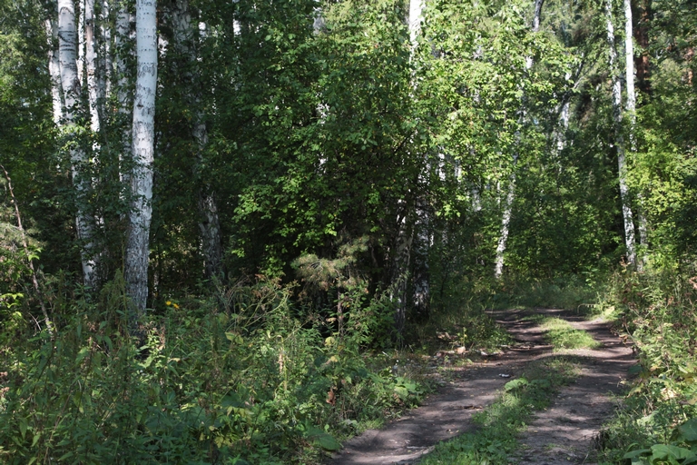 Еще в одном районе Омской области ищут черных лесорубов #Омск #Общество #Сегодня