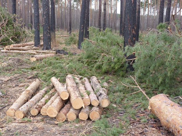 Директор омского лесхоза получил штраф за бардак на лесоповале #Омск #Общество #Сегодня