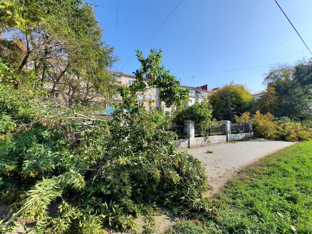 В центре Омска незаконно вырубили деревья #Омск #Общество #Сегодня