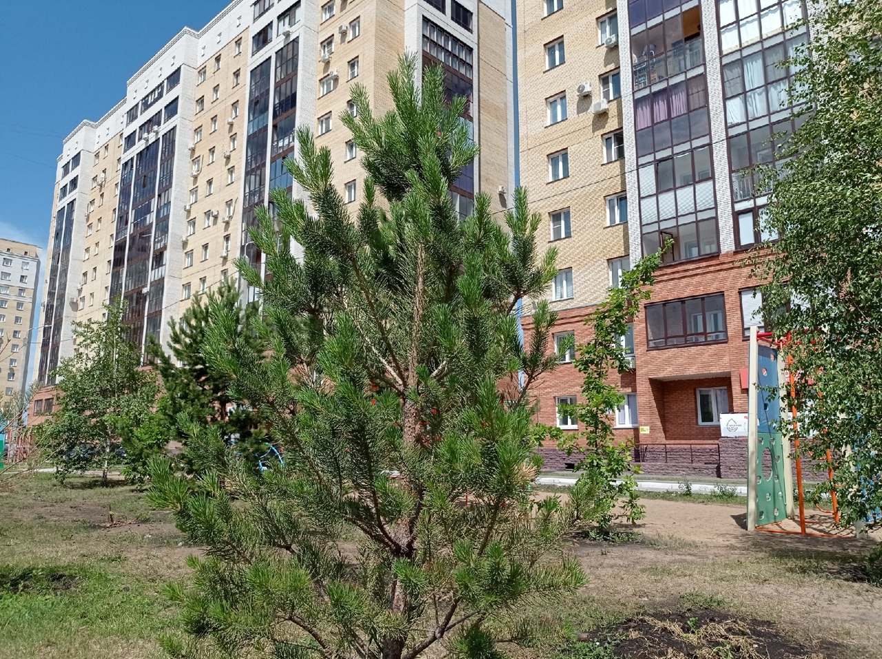 Предприниматели внесут в бюджет Омска более 3 миллионов за снос деревьев #Новости #Общество #Омск