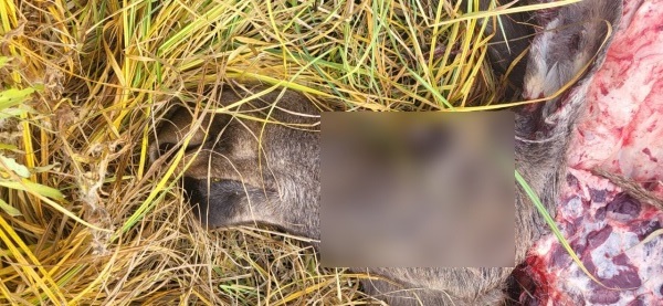 В Омской области двое охотников незаконно застрелили лосиху #Новости #Общество #Омск