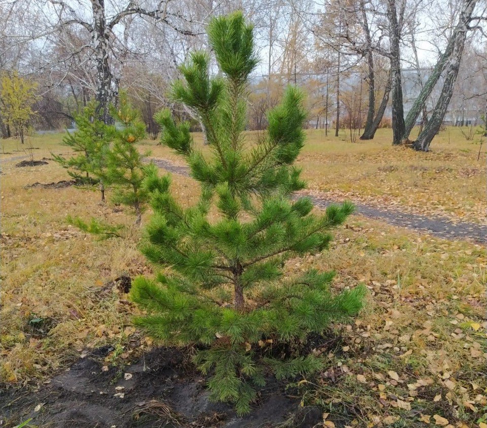 Житель севера Омской области выплатил больше миллиона за вырубленный лес #Омск #Общество #Сегодня