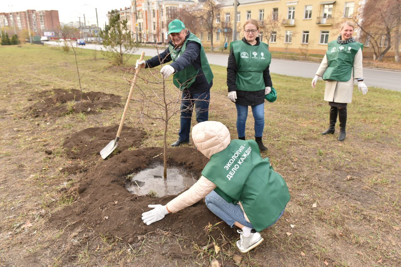 В Омске продолжается осенняя высадка деревьев #Омск #Общество #Сегодня