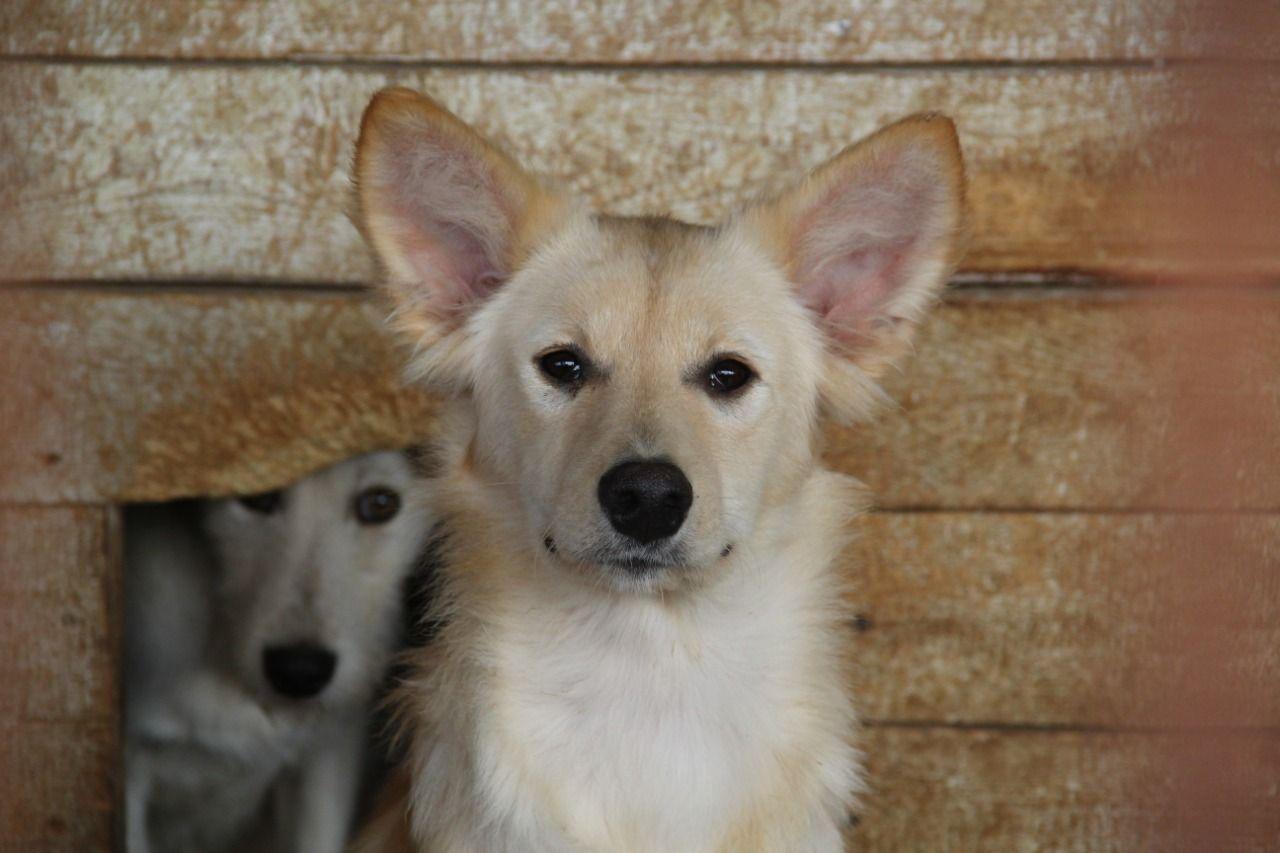 Жительнице Омской области запретили иметь больше двух собак #Новости #Общество #Омск