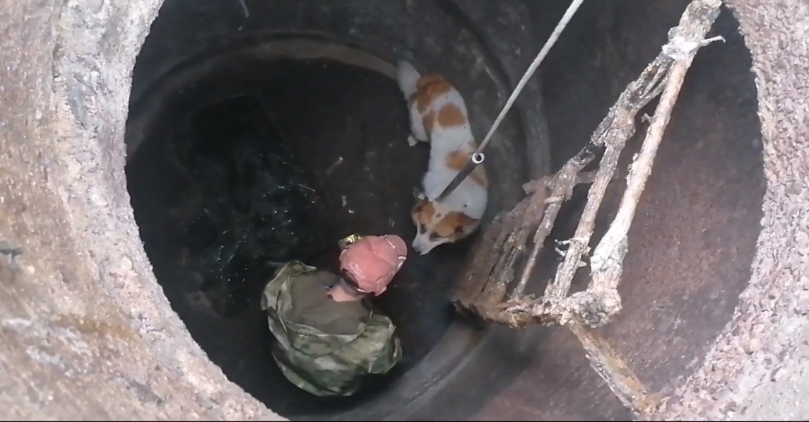 В Омске спасли собаку, провалившуюся в канализационный люк #Новости #Общество #Омск