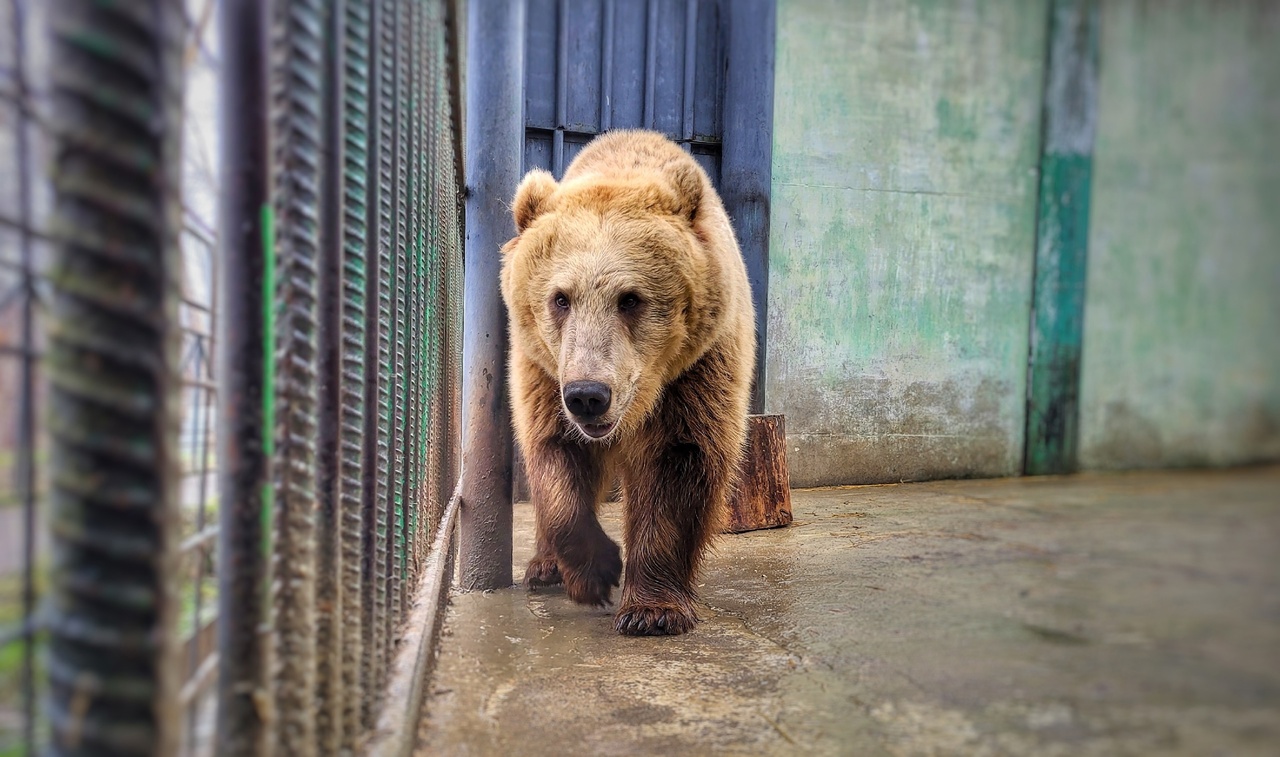 В Большереченском зоопарке не впали в спячку два медведя #Новости #Общество #Омск