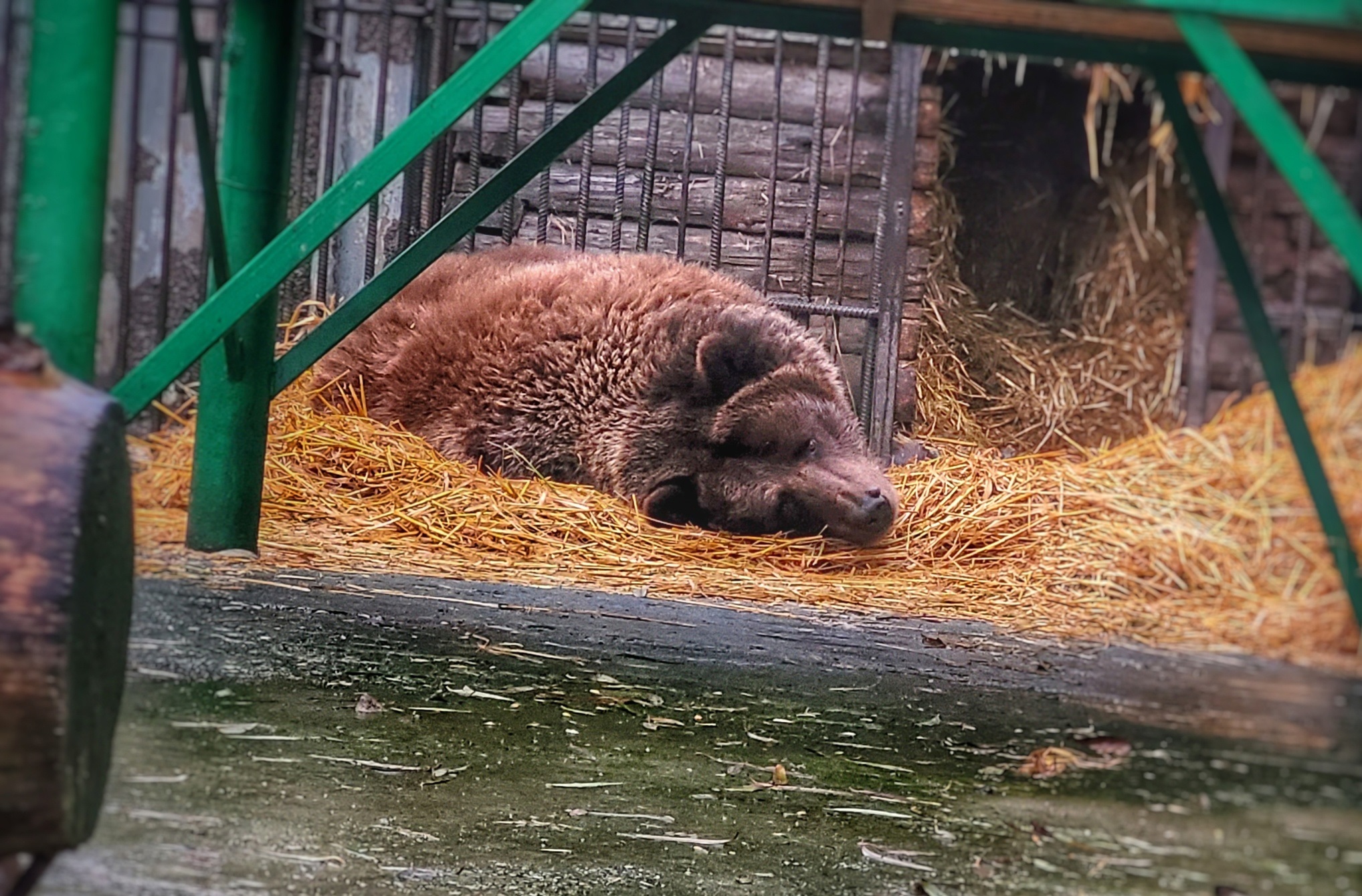 Бурая медведица из Большереченского зоопарка неожиданно вышла из спячки #Омск #Общество #Сегодня