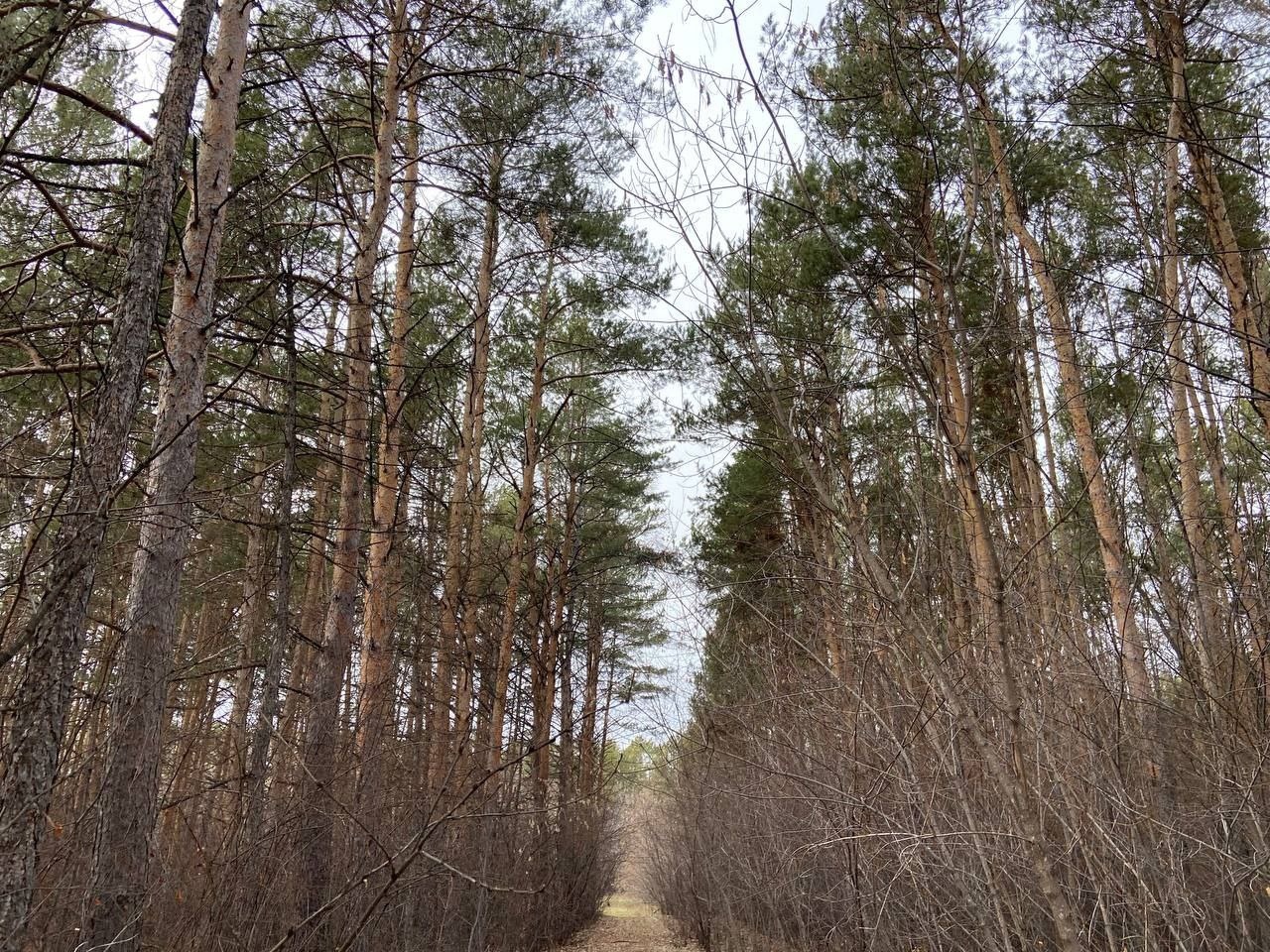 Уникальный дендропарк в Омской области оказался не нужен чиновникам #Новости #Общество #Омск