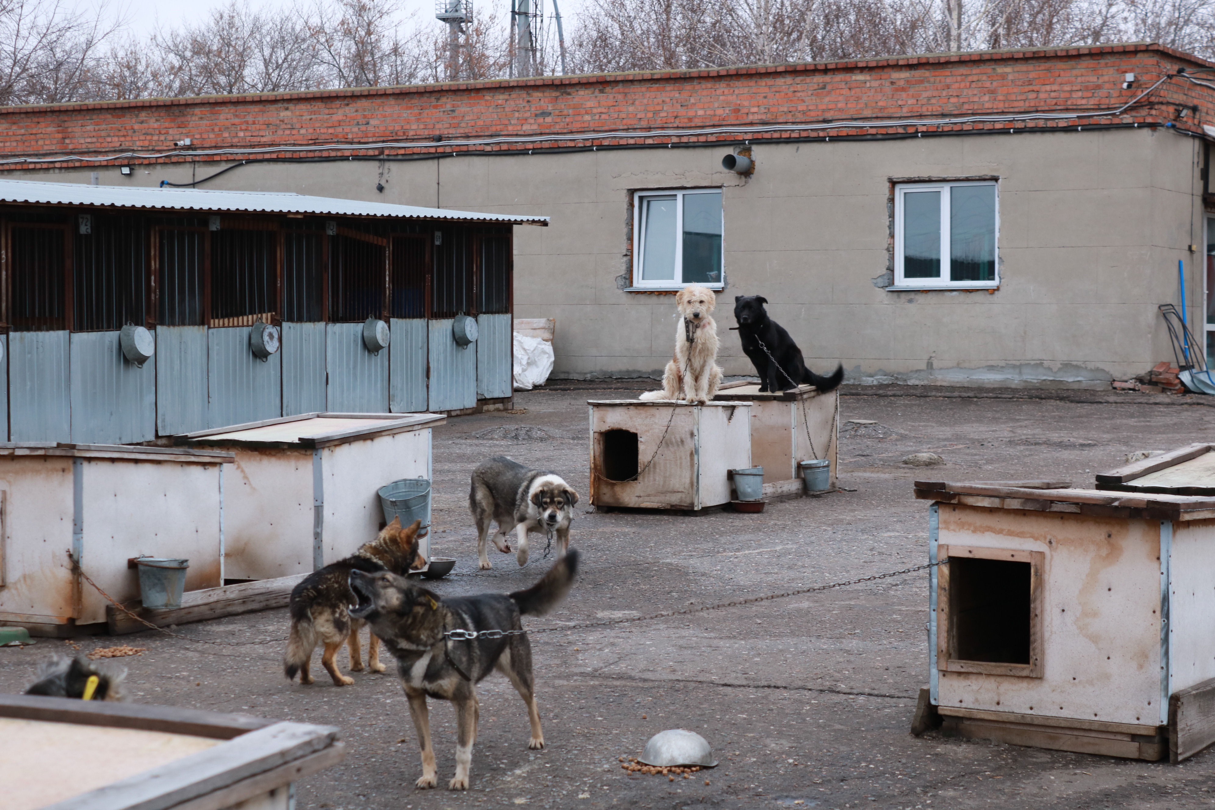 «Люди не хотят оставаться людьми»: на омских улицах все больше бездомных собак #Омск #Общество #Сегодня