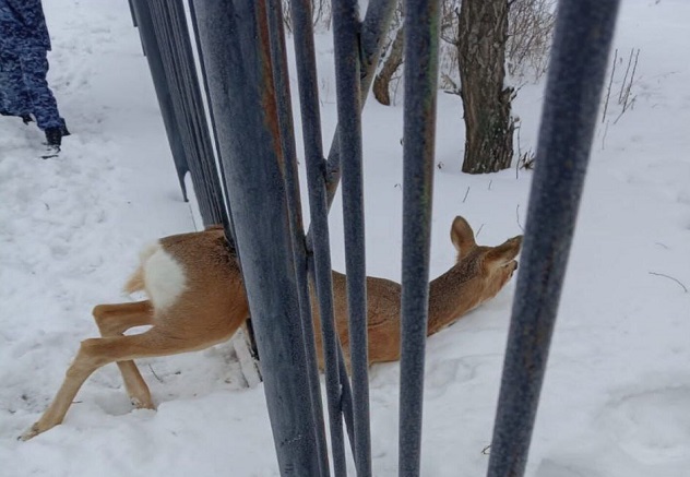 В Омске косуля застряла в школьном заборе #Омск #Общество #Сегодня